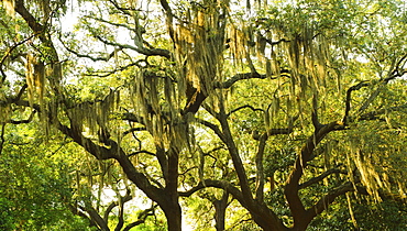 USA, Georgia, Savannah, Oak trees with spanish moss