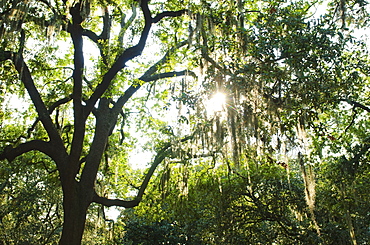 USA, Georgia, Savannah, Oak trees with spanish moss