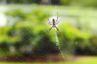 Close up of Argiope Spider on spider web