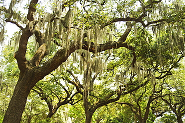 USA, Georgia, Savannah, Spanish moss on oak trees