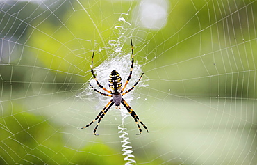 Spider on web