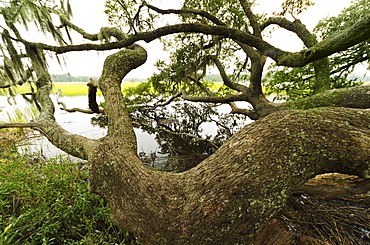 USA, South Carolina, Charleston, Spanish moss on oak trees