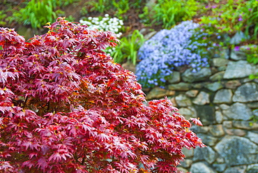 Japanese maple tree in garden