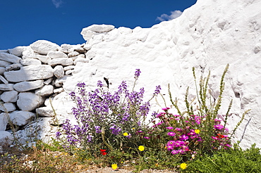 Greece, Cyclades Islands, Mykonos, Flowers by church wall