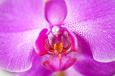 Close up of purple orchid flower