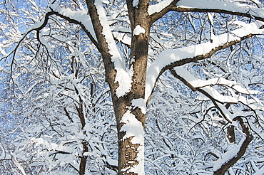 USA, New York, New York City, trees covered with snow against blue sky