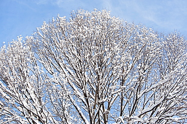 USA, New York, New York City, tree branches covered with snow against blue sky