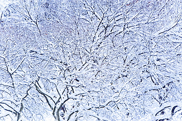 USA, New York, New York City, trees covered with snow in winter