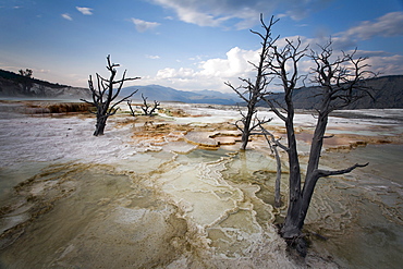 Canary Spring, USA, Wyoming