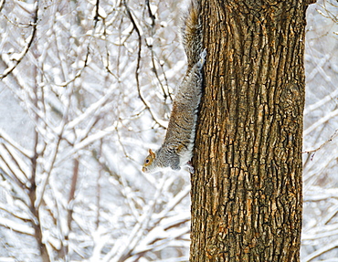 USA, New York, New York City, squirrel walking down tree trunk