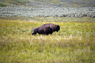 Two buffalo grazing, USA, Wyoming