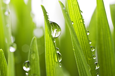 USA, New Jersey, Jersey City, Drops on blade of grass