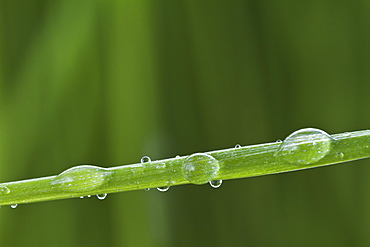 USA, New Jersey, Jersey City, Drop on blade of grass