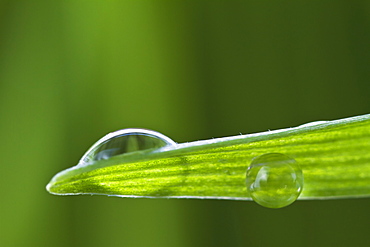 USA, New Jersey, Jersey City, Drop on blade of grass