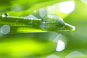 USA, New Jersey, Jersey City, Drop on blade of grass