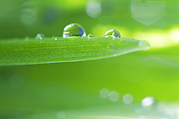 USA, New Jersey, Jersey City, Drop on blade of grass