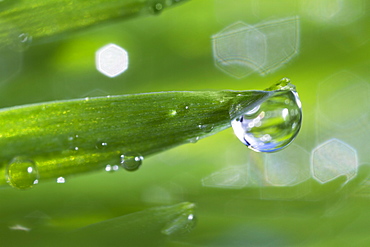 USA, New Jersey, Jersey City, Drop on blade of grass