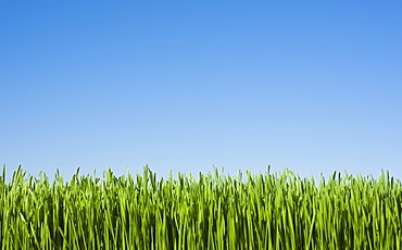 Field of grass with blue sky