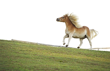 USA, New York State, Hudson, Horse running in field