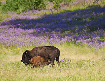 USA, South Dakota, American bison (Bison bison) with suckling calf in Custer State Park