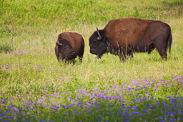 USA, South Dakota, American bison (Bison bison) with calf in Custer State Park