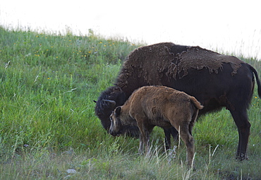 USA, South Dakota, American bison (Bison bison) with calf grazing in Custer State Park