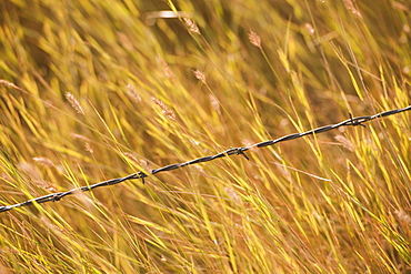 Close-up of barbed wire fence in yellow prairie grass