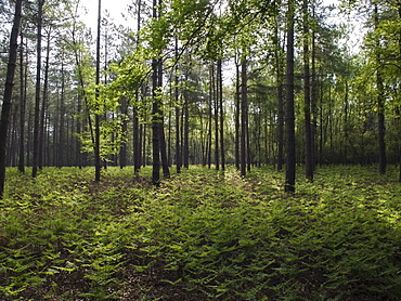 View of forest, Goirle