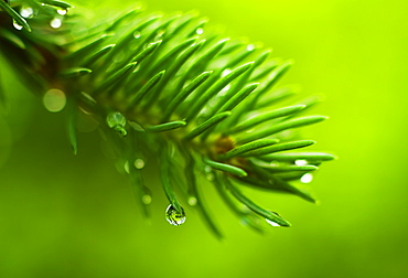 Coniferous branch with dew