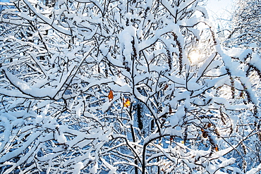 Tree covered with snow, New York City, USA