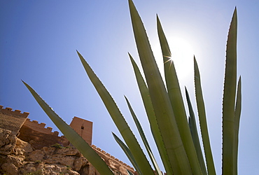 Agave plant, Almeria, Spain