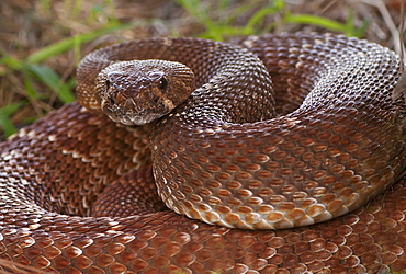 Rattlesnake coiled in grass