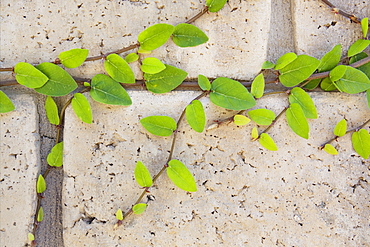 Thousand Oaks, close-up of vines of brick wall