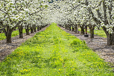 Apple trees blooming in orchard, Hood River, Oregon