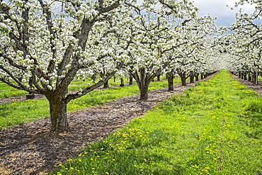 Apple trees blooming in orchard, Hood River, Oregon