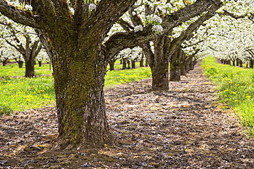 Apple trees blooming in orchard, Hood River, Oregon