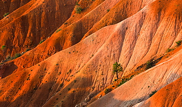 Bryce Amphitheater, USA, Utah, Bryce Canyon