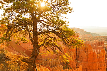 Bryce Amphitheater, Sun shining through tree, USA, Utah, Bryce Canyon