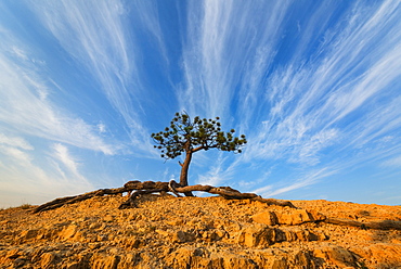 Ponderosa Pine at the edge of cliff, USA, Utah, Bryce Canyon