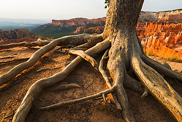 Roots of tree growing at the edge of cliff, USA, Utah, Bryce Canyon