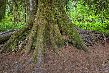 Close-up of tree trunk and roots, Olympic National Park, Washington