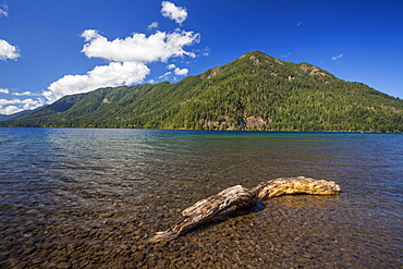 Driftwood on shore of Lake Crescent, Olympic National Park, Washington