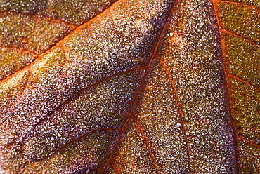 Detail of autumn leaf