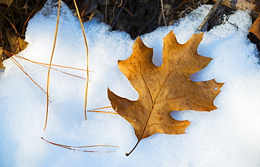 Leaf on snow, Walden Pond, Concord, Massachusetts