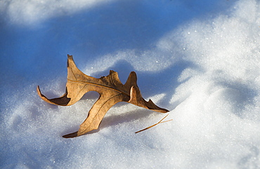 Leaf on snow, Walden Pond, Concord, Massachusetts