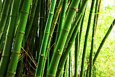 Bamboo grove, Jamaica