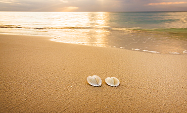 Shells on beach, Jamaica