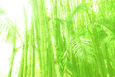 Sunlit bamboo grove, Jamaica