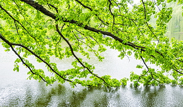 Green branches in central park, Central Park, New York City