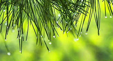 Water droplets on pine needles